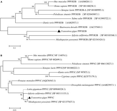 Frontiers | Association and Functional Analyses Revealed That 